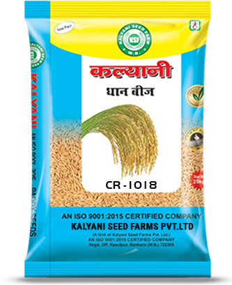 Kalyani Paddy Seeds